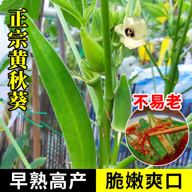 秋葵种子孑黄秋葵红秋葵籽正宗早熟高产水果蔬菜种子阳台庭院种植
