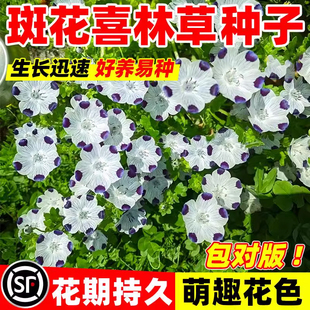 斑花喜林草种子五个点粉蝶花婴儿的眼泪琉璃唐草三色盆栽幌菊种籽