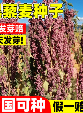 优质的黑藜麦种子四季早熟高产