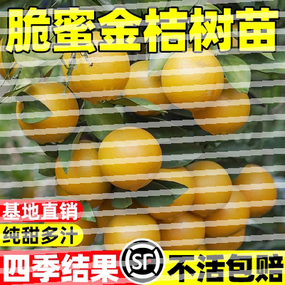 融安脆蜜金桔树果苗四季广西脆皮