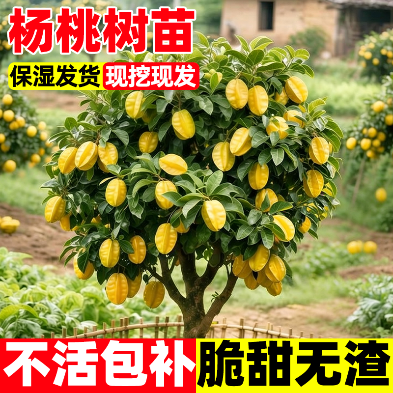 广西甜杨桃树苗清甜嫁接正宗品种