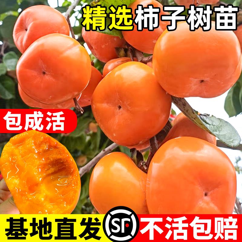 柿子树果苗脆甜柿子树庭院种植