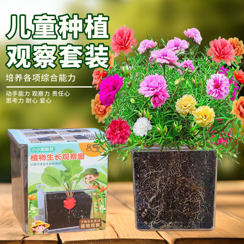 儿童种植盆栽太阳花种籽套装小学生实验植物四季凤仙花向日葵种孑