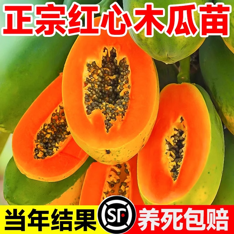 木瓜果树果苗南北方种植