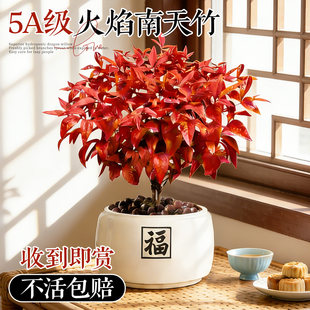 火焰南天竹绿植盆栽室内桌面花卉四季观叶耐寒好养植物喜庆年宵花