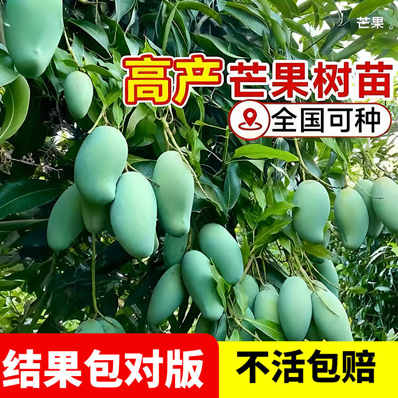 四季芒果苗树贵妃芒果树果苗嫁接枝条水果树苗南北方种植庭院耐寒