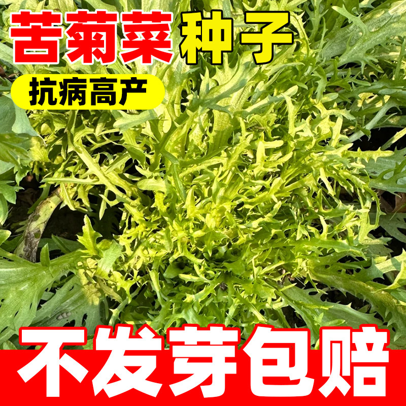 苦菊菜种籽苦苣生菜沙拉凉拌四季种蔬菜种孑花叶细叶黄心苦菊种子