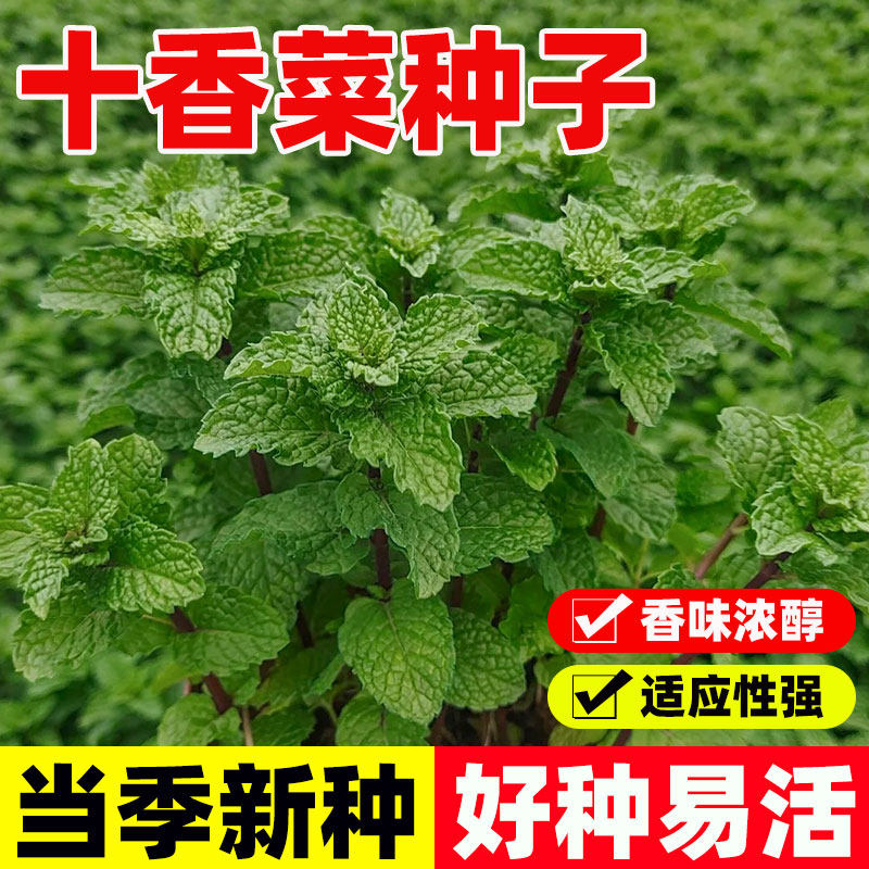 十香菜种子石香菜留兰香薄荷种籽土薄荷四季种植易成活盆栽蔬菜苗