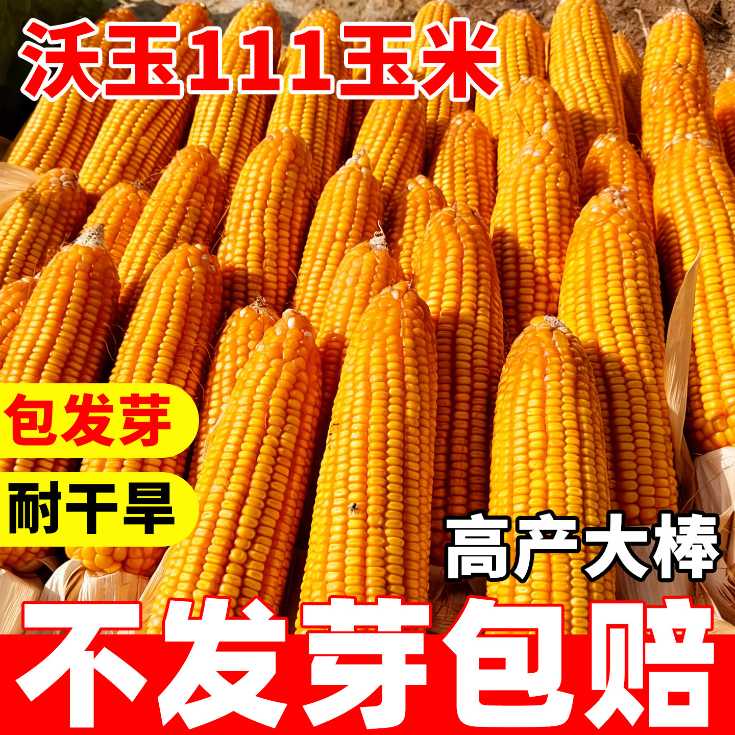沃玉111玉米种子国审高产优质大田早熟特大杂交饲料粮食玉米种籽