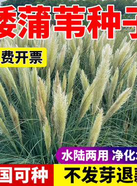 矮蒲苇种子护坡固土牧草种子