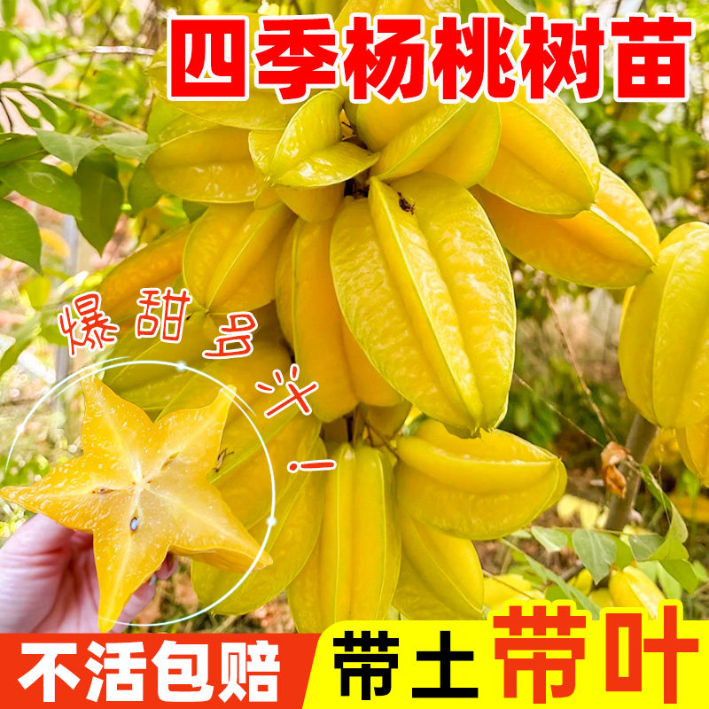 杨桃树苗果结四季甜台湾大图片