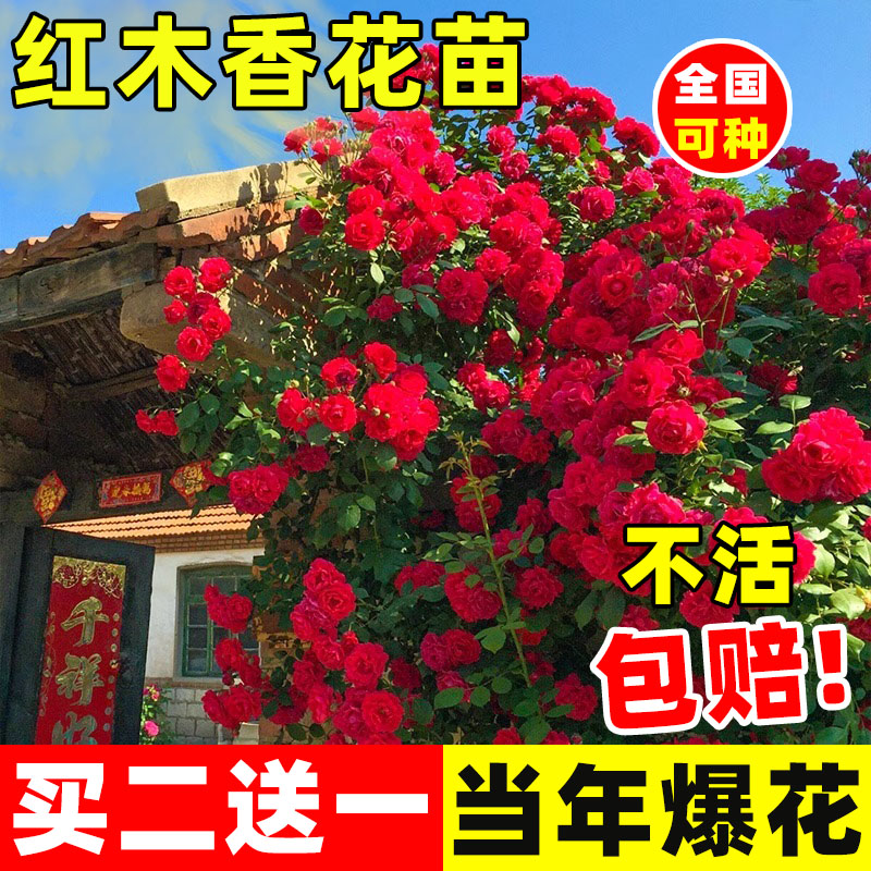 红白黄木香花苗盆栽室内外图片