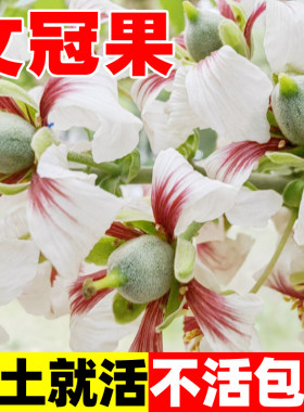 文冠果种子精选食用野生观花