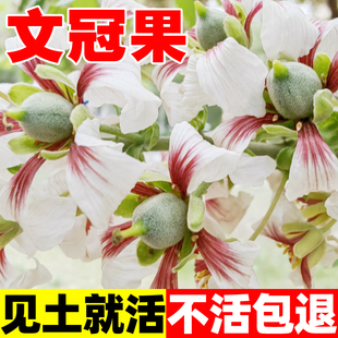 文冠果种子精选新采树籽食用野生散装观花风景树绿化植物林木种子