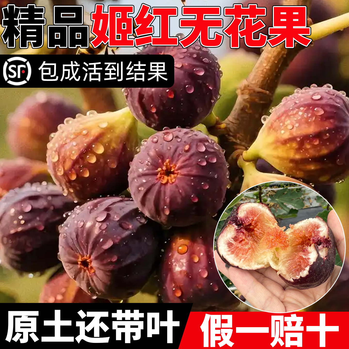 波姬红无花果树苗格莱斯青皮果