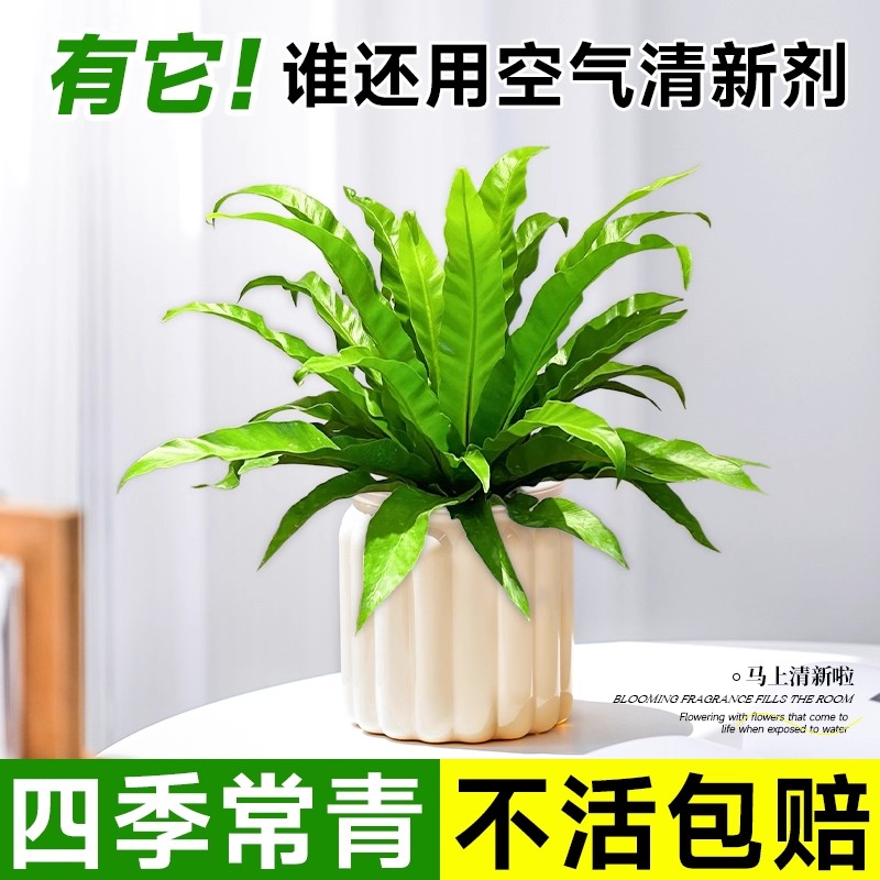 鸟巢蕨水培植物室内盆栽桌面绿植