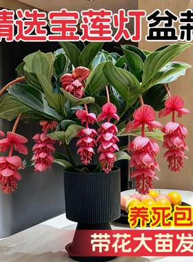 宝莲灯花盆栽带花苞室内客厅高档