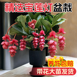 宝莲灯花盆栽带花苞室内客厅高档