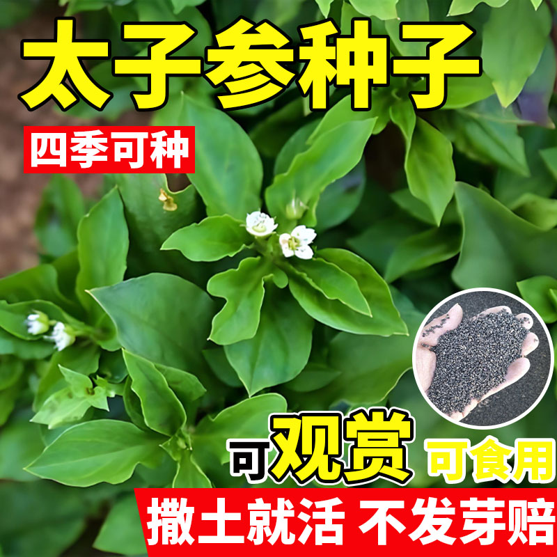太子参种子中药材新四叶参种籽孩