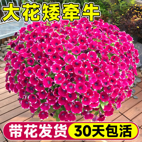 大花矮牵牛花苗盆栽带花发货玛