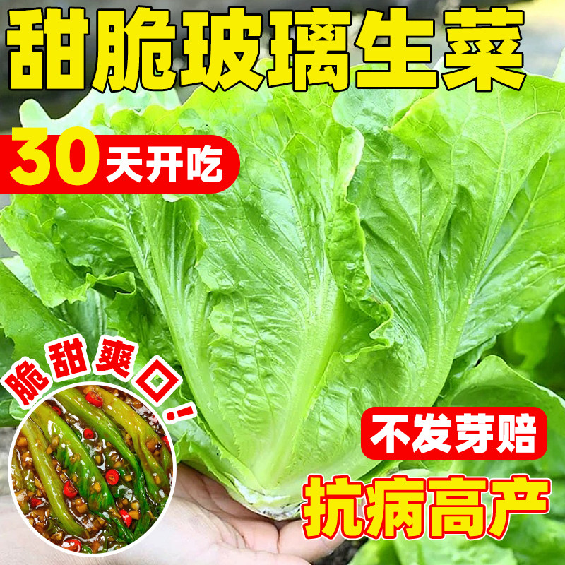 甜脆玻璃生菜种子脆嫩生吃生菜种籽阳台四季盆栽大叶速生蔬菜种孑