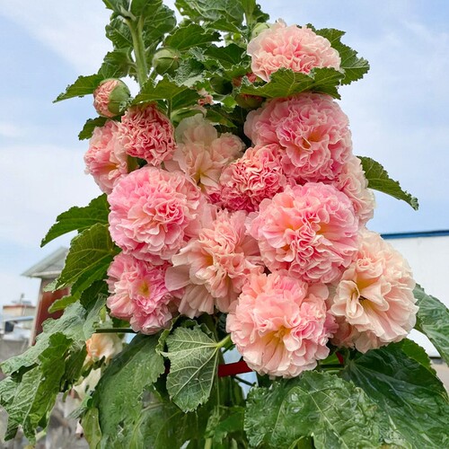重瓣蜀葵花苗盆栽花卉绿植室内