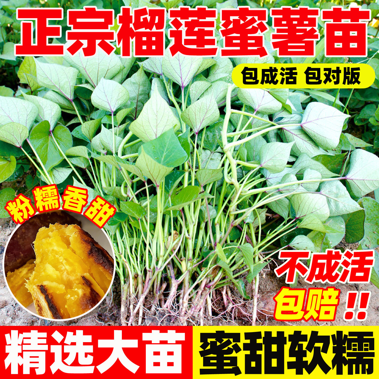 榴莲蜜薯秧苗烟蜜薯苗西瓜红板栗