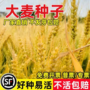 大麦种子芽苗菜种子大麦若叶青汁榨汁大麦苗种子大麦草四季播猫草