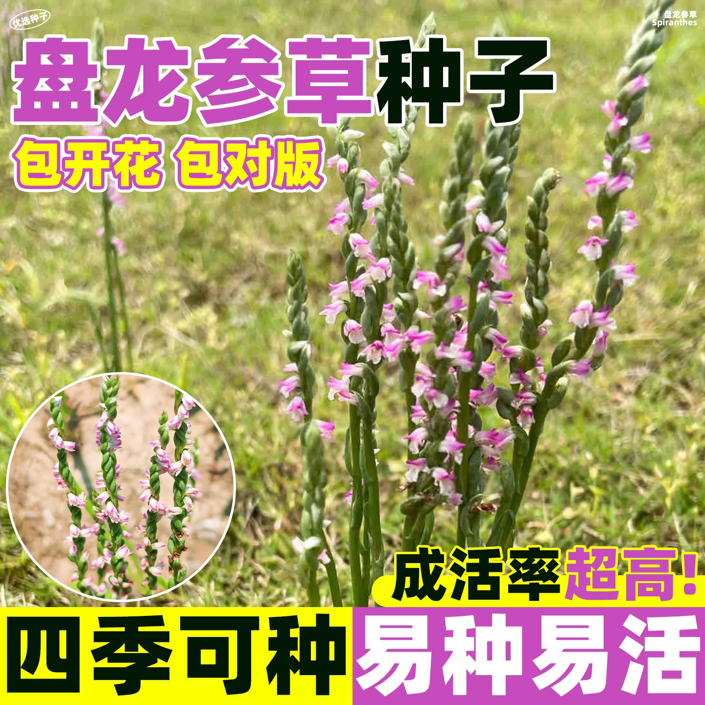 盘龙参草种子龙抱柱双瑚草一线香可盆栽中草药材苗四季种植易成活