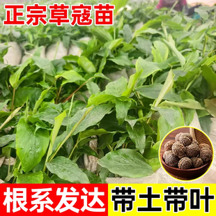 广西草豆蔻带土发货草寇草苗子地栽带土易活热带植物中草药