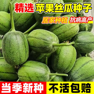 正品 盆栽蔬菜种子 苹果丝瓜种子可生吃短棒肉丝瓜菜瓜种籽高产四季
