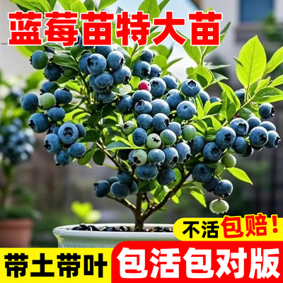 精品蓝莓树果苗南北方庭院种植