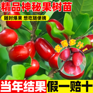 神秘果果树云南神秘果变味果苗四季阳台庭院带土地栽鲜果水果盆栽
