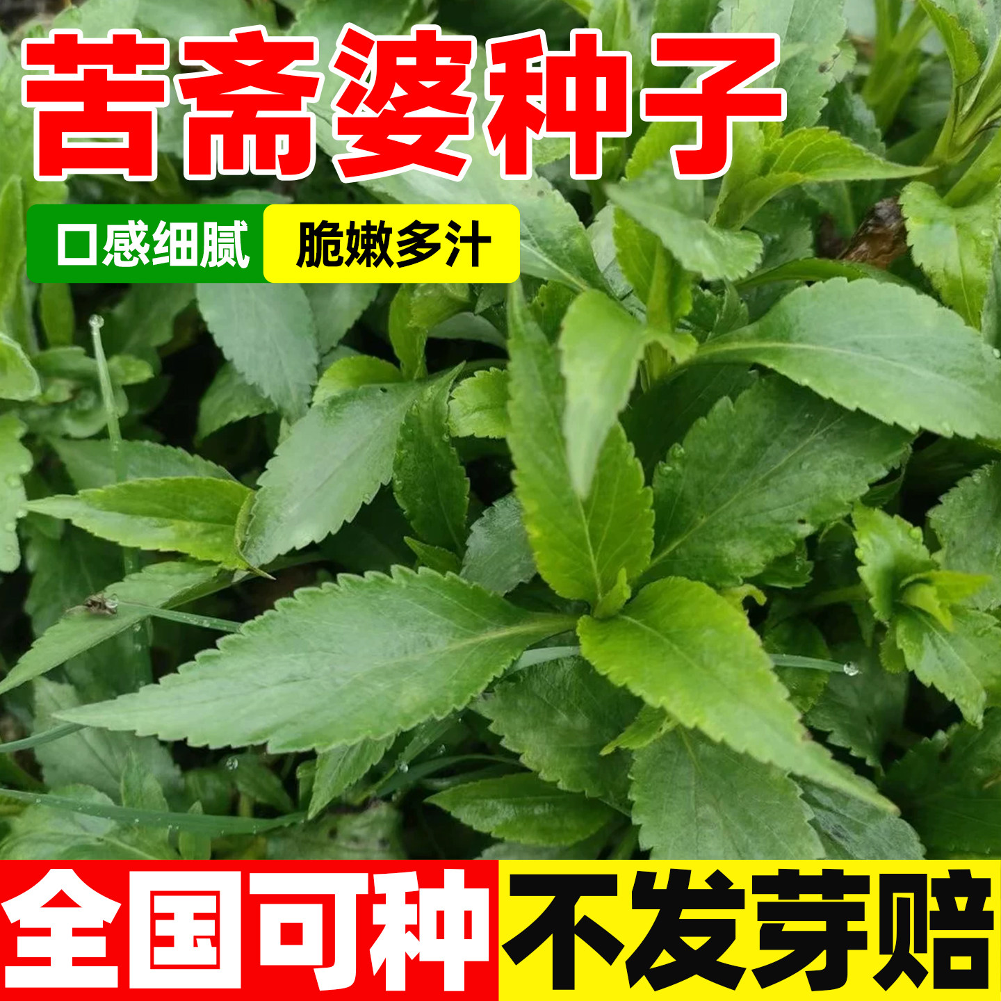 苦斋婆种子野生小苦菜可食用苦菜苦抓菜败酱草种籽农家山野菜蔬菜