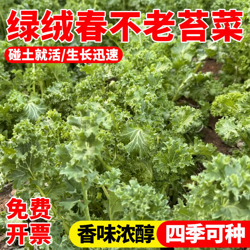 绿绒春不老苔菜种子四季早熟抗病
