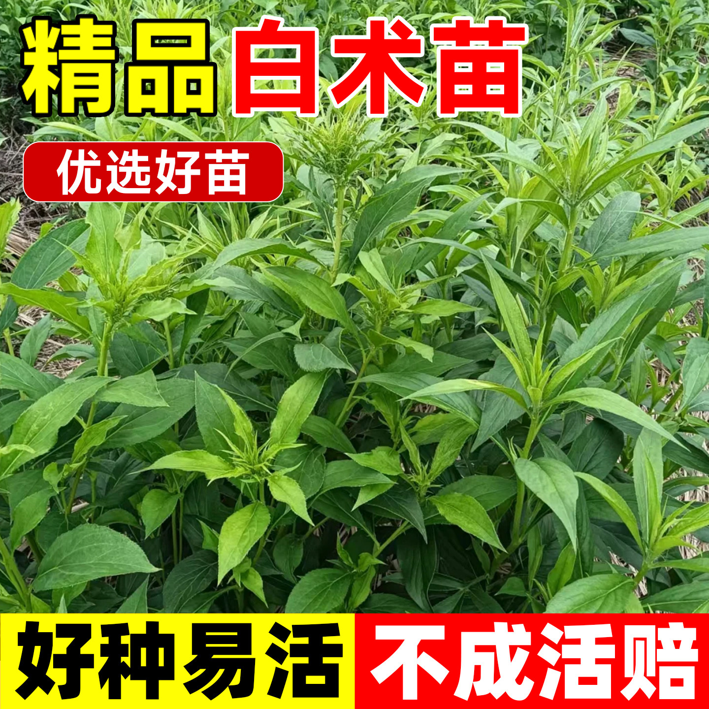 改良白术苗高产优质药材新鲜白术四季易活中药材春季种药材种秧苗