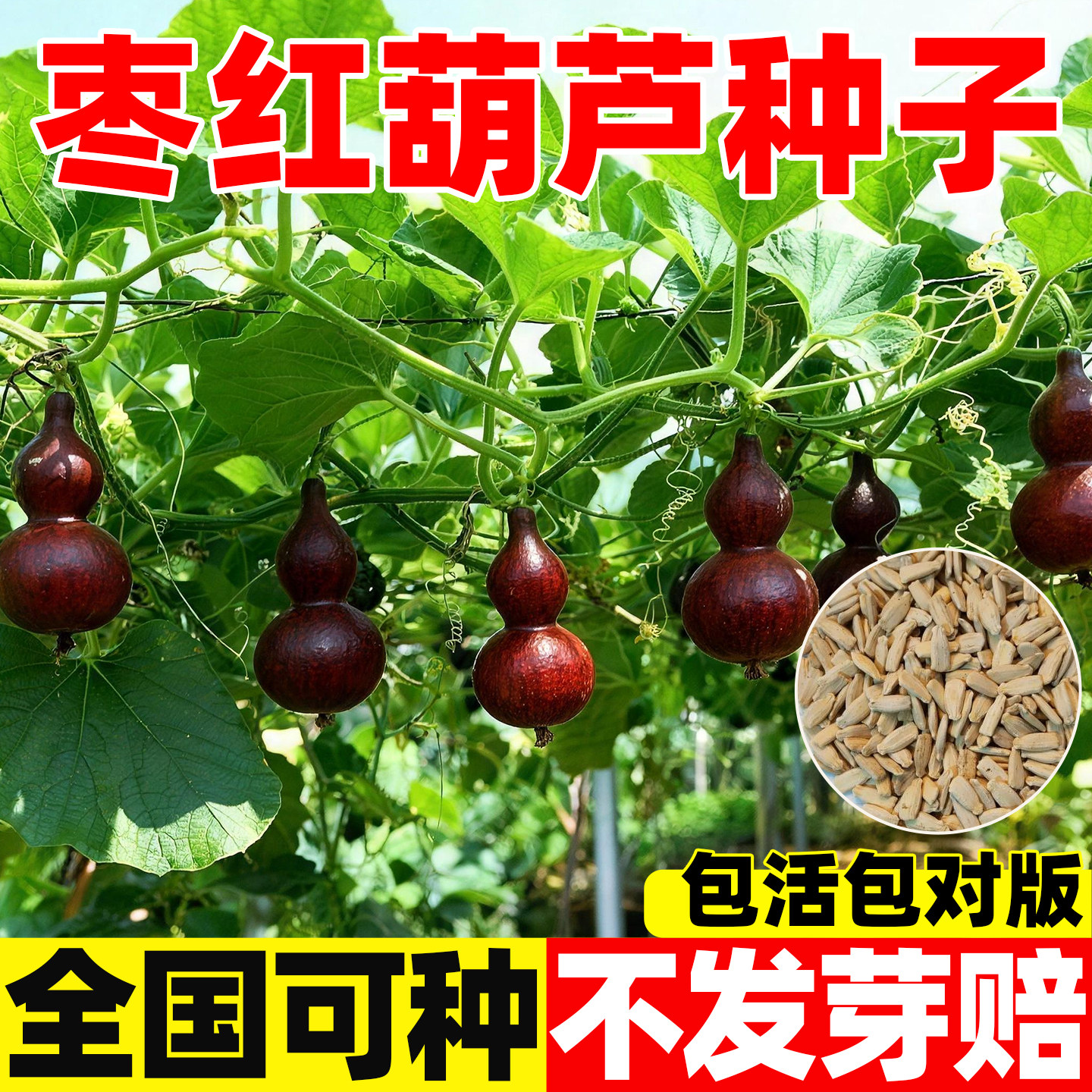 新品枣红葫芦苗翡翠籽器超小平底稳坐枣红葫芦种子瓠紫皮蔬菜种子