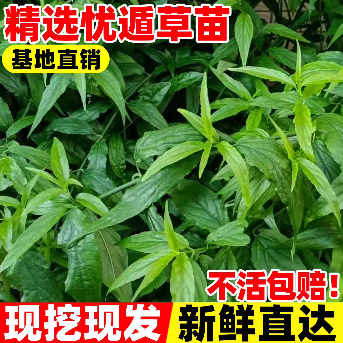 忧遁草苗正宗优盾草鳄嘴花黎