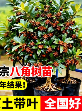 八角树树苗茴香树广西大红嫁接大