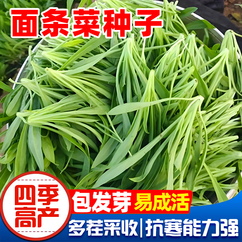 野生面条菜种子四季播农家新鲜野菜面条菜当季野菜蒸菜野保健蔬菜