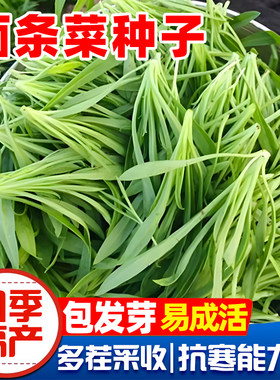 面条菜种籽四季种植盆栽面条菜种