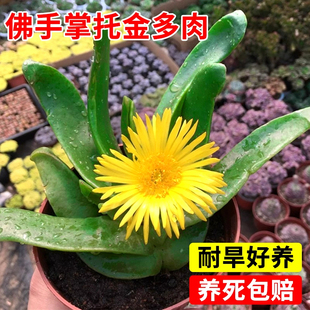 佛手掌托金多肉植物精品宝绿花舌叶兰室内净化空气仙人千佛手绿植