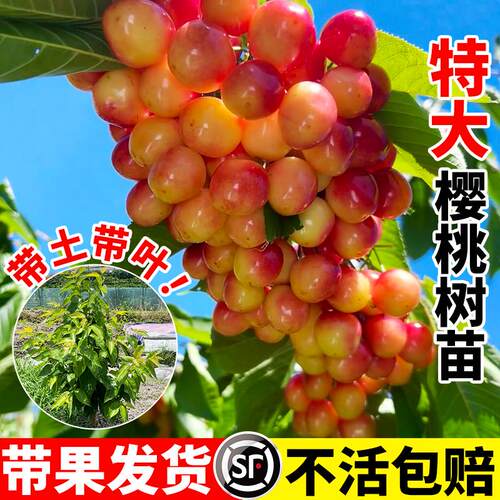 特大樱桃树苗当年结果红妃中华小