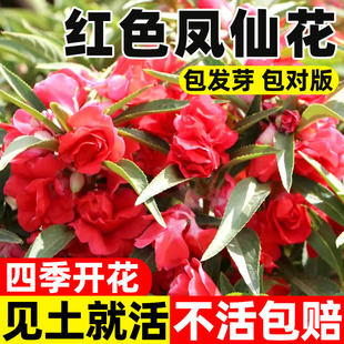 红色重瓣凤仙花种籽子指甲花染指甲草种籽孑四季阳台庭院盆栽种子