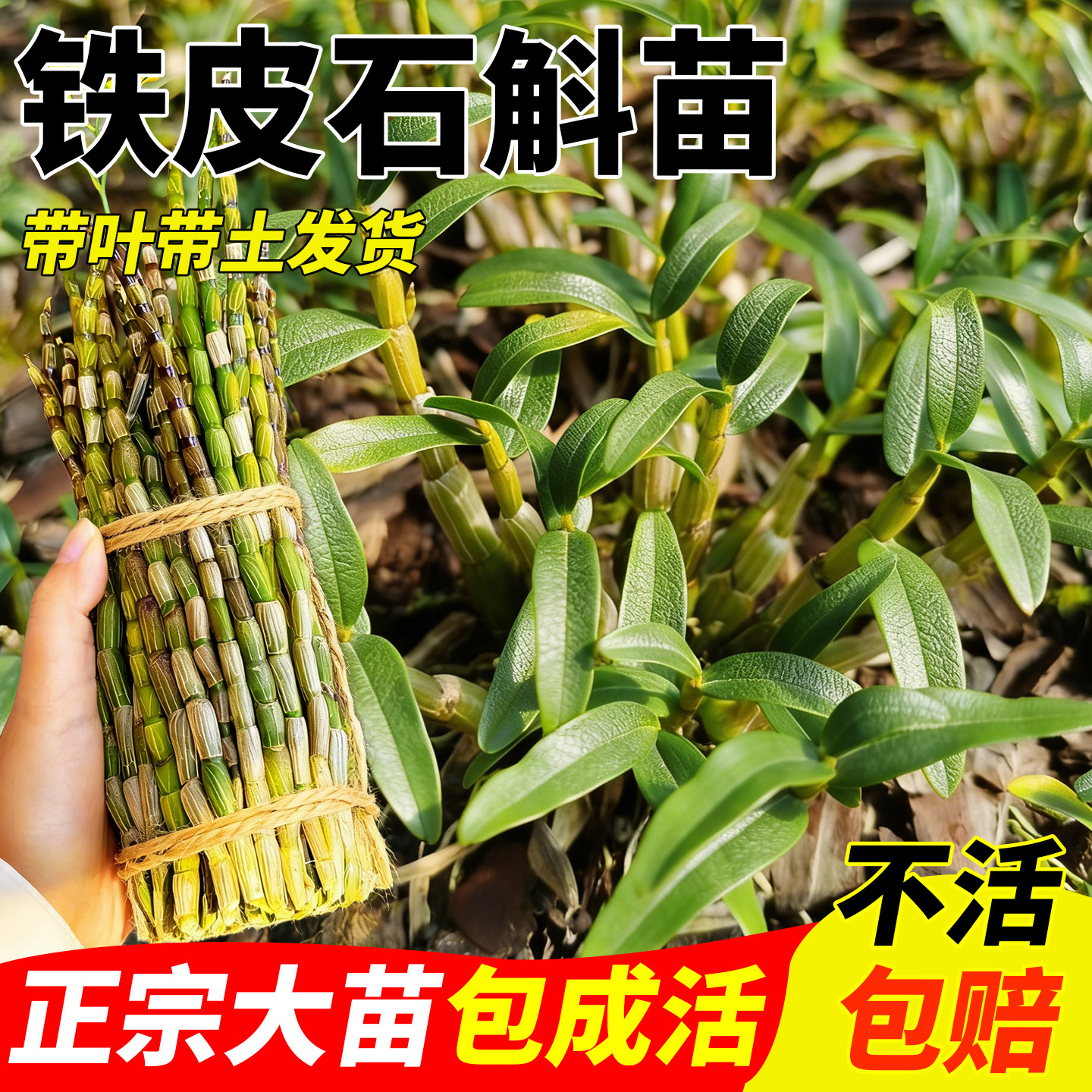 正宗铁皮石斛种植苗盆栽可食用可开花安徽中药材铁皮石斛苗做枫斗,鲜花速递/花卉仿真/绿植园艺,种苗/半成品盆栽,淘宝优惠券,粉丝福利购,淘宝优惠卷