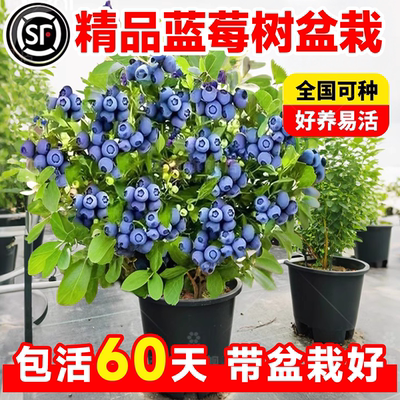 蓝莓树果苗盆栽带大果蓝梅苗奥尼