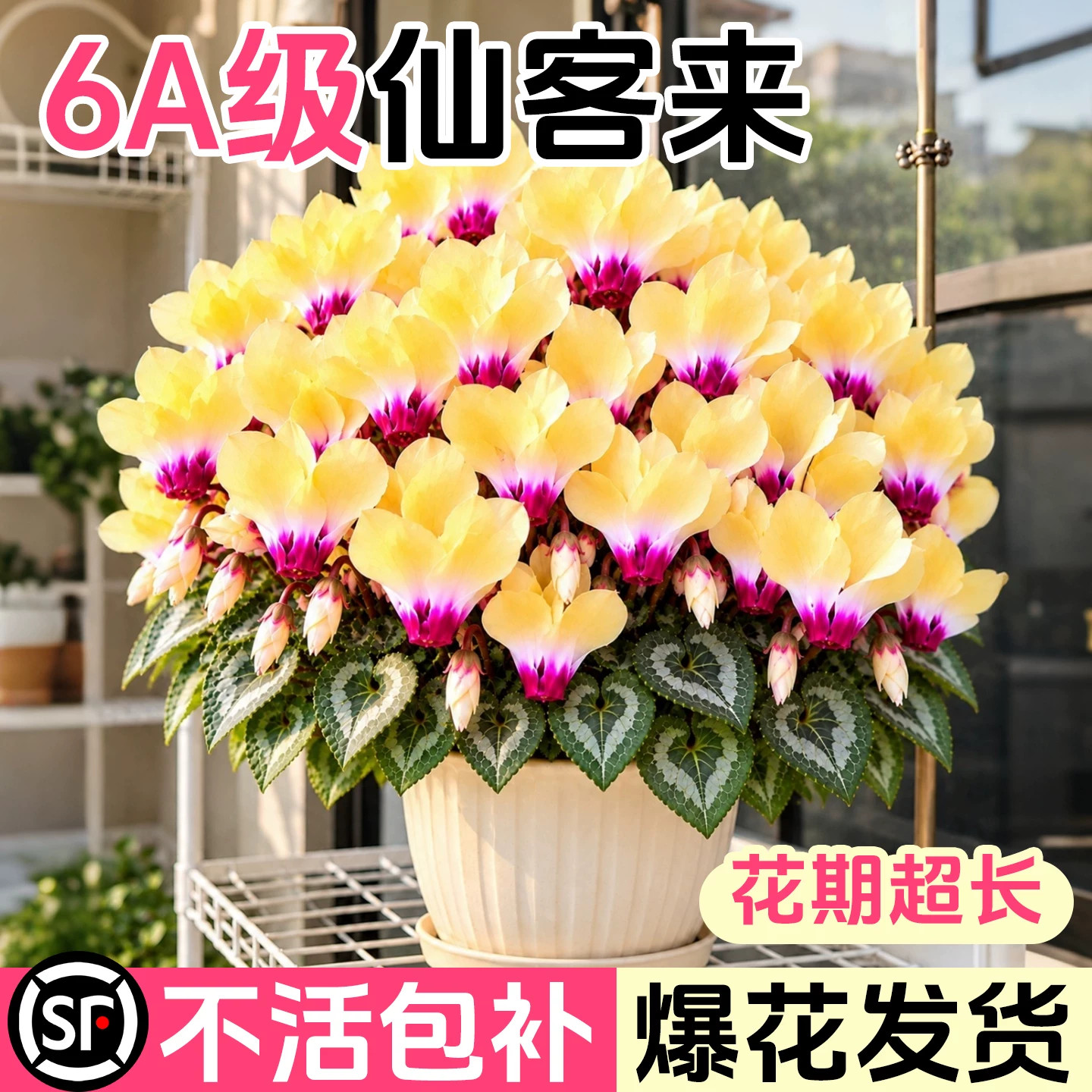 仙客来盆栽带花重瓣特大号花苗兔耳花卉盆栽带花苞小青龙室内阳台