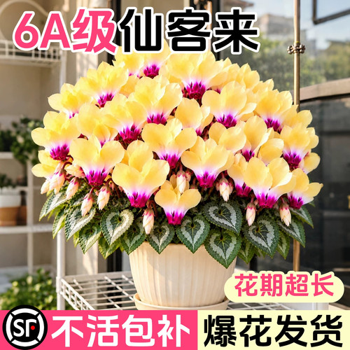 重瓣特大号花苗兔耳花卉盆栽带花