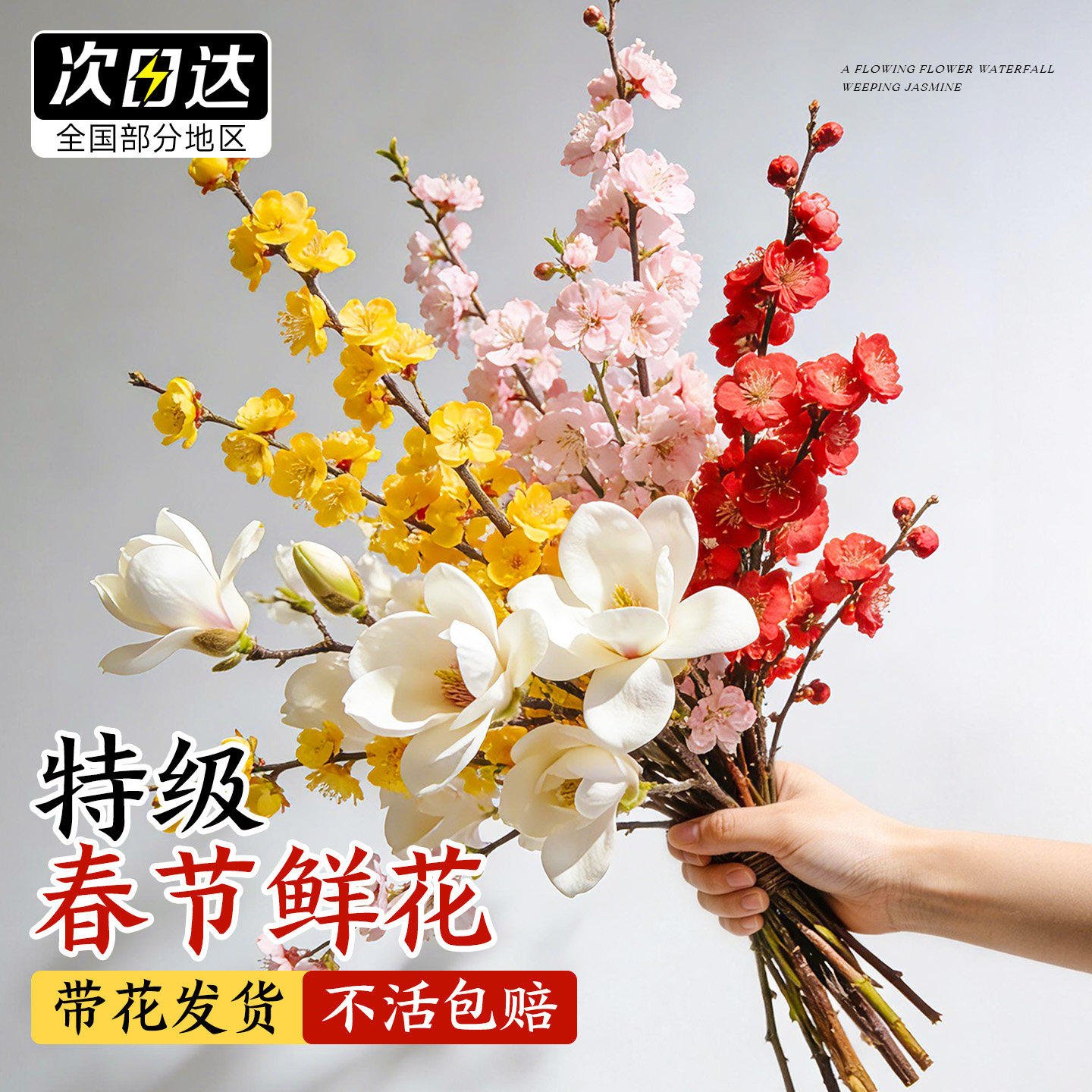 腊梅鲜花年宵花花期超长的水培植