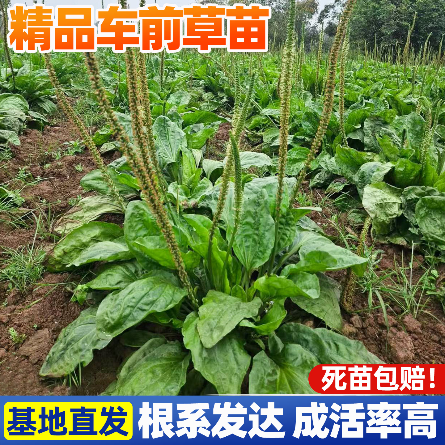 车前草苗盆栽新鲜中草药室外阳台庭院可食用植物绿植老桩大苗车钱